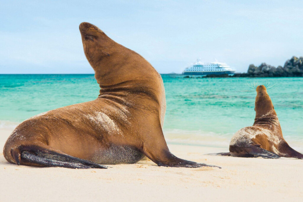 A pair of sea lions on the beach with a National Geographic ship in the background