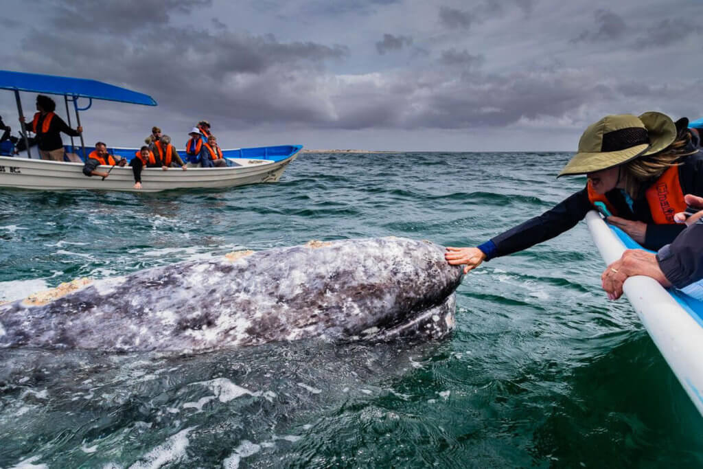 A guest reaches out to pet a gray whale, Boca de Soledad