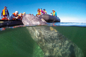 A humpback whale spy-hopping a zodiac filled with cruise guests