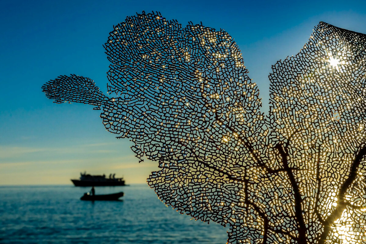 A plant catches the sun's ray as a National Geographic ship sails in the background