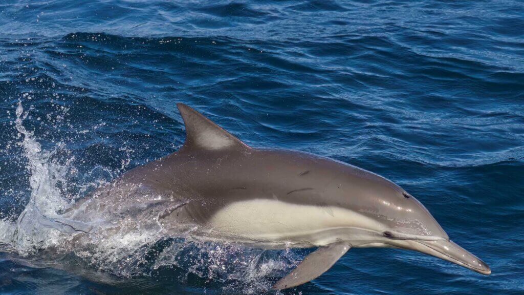 Porpoise jumping out of water near Santa Rosalia