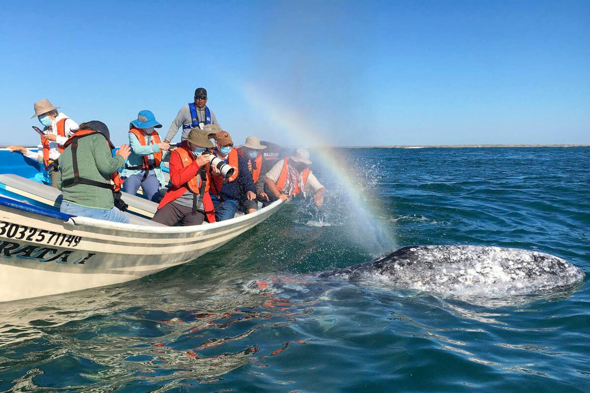 Cruise guest up close to a Humpback Whale