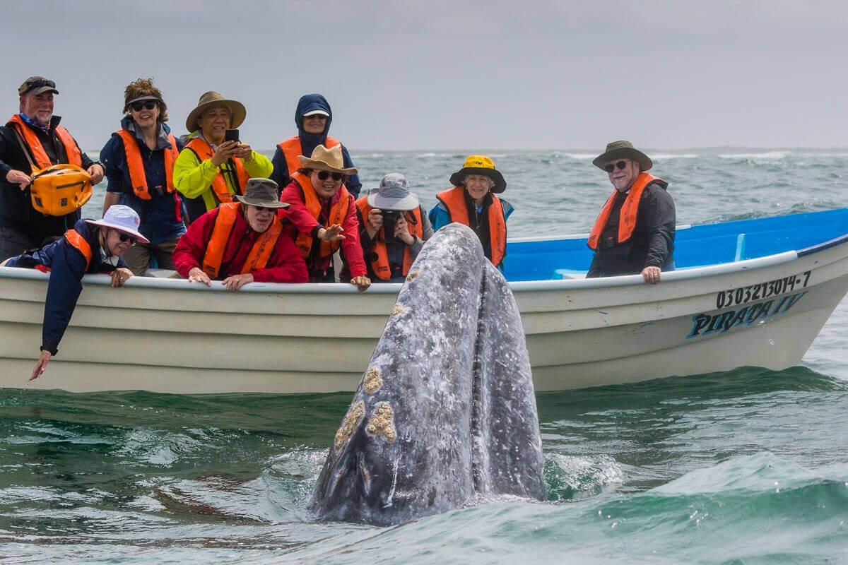 A gray whale spy-hops right next to onlooking guests, Boca de Soledad