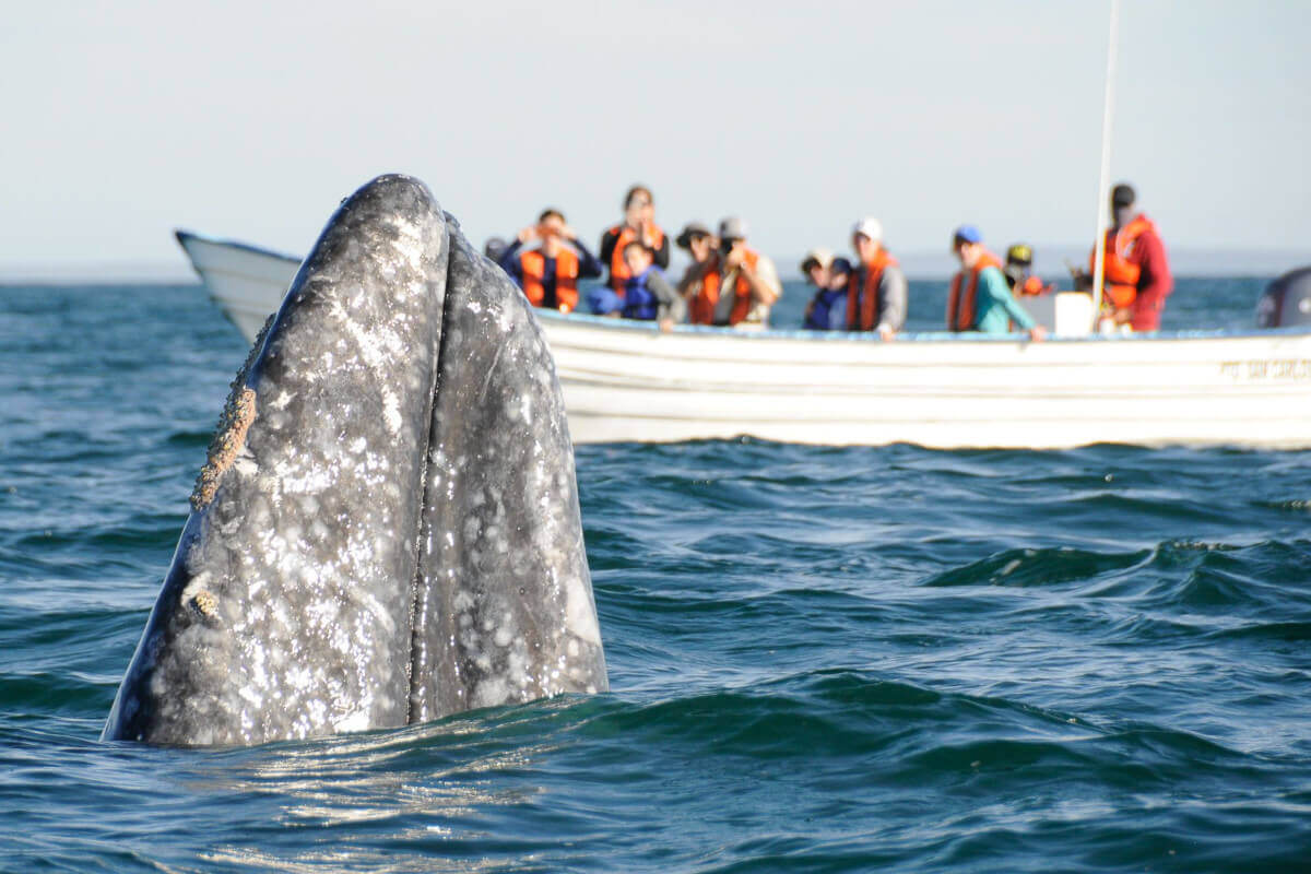 Guests observing a grey whale spy-hopping