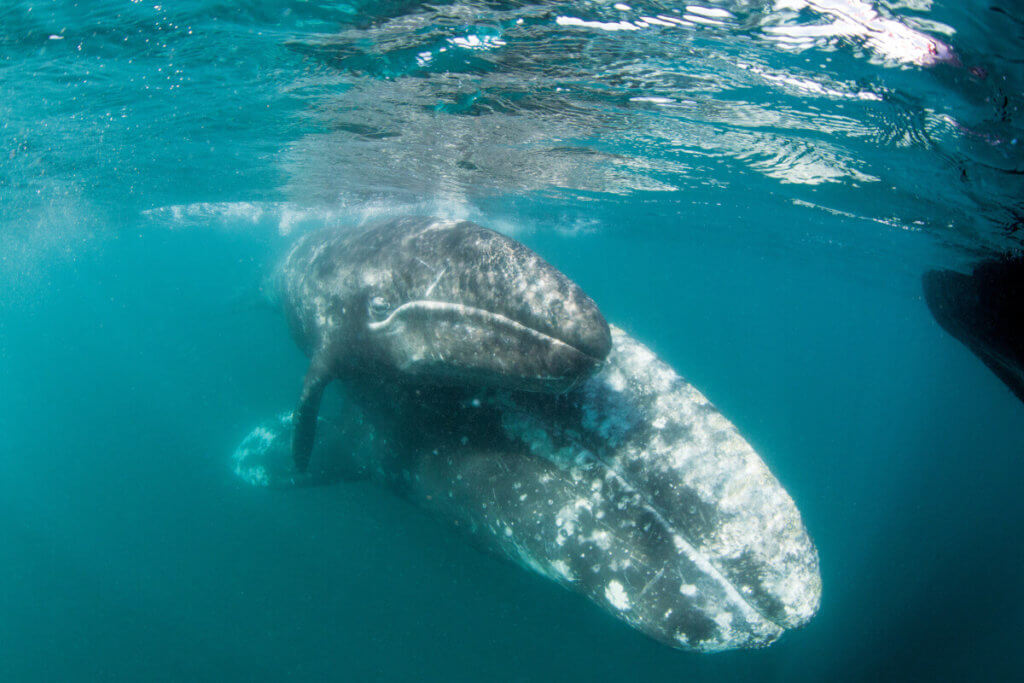 Gray whale adult female and calf. San Ignacio Lagoon, Baja California Sur, Mexico