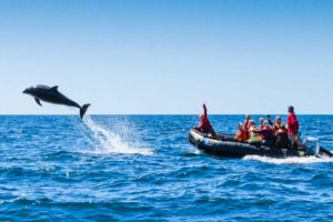 Leaping, jumping, bow riding, bottlenose dolphin, Zodiac, Sea of Cortez, Baja California, Mexico