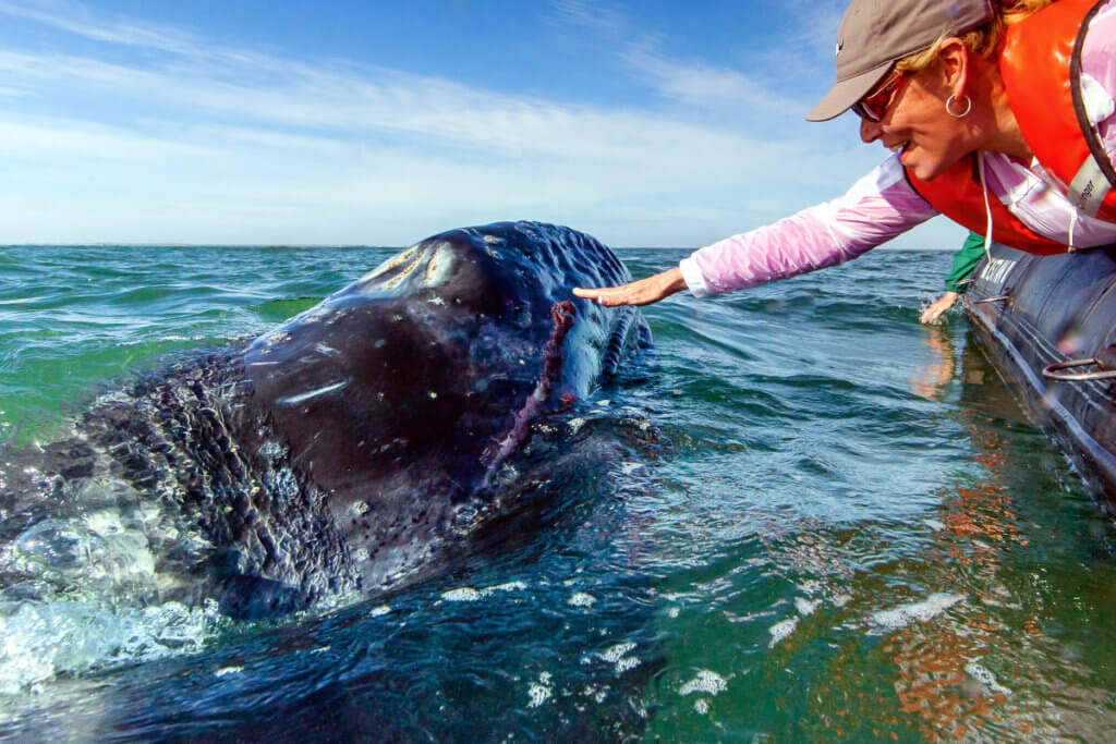 Friendly Behavior, Woman touching a gray whale calf, California Gray Whale, National Geographic Sea Bird, Magdalena Bay, Magdalena Island, Baja California, Mexico