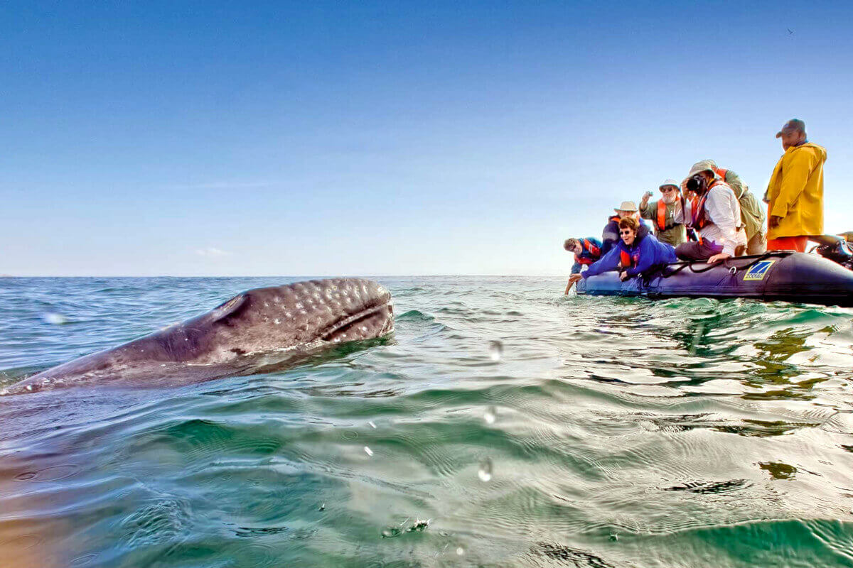 California Gray Whale underwater in San Ignacio Lagoon on the Pacific side of the Baja Peninsula, Baja California Sur, Mexico.