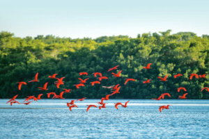 Flock of Flamingos, Essequibo River, Guyana