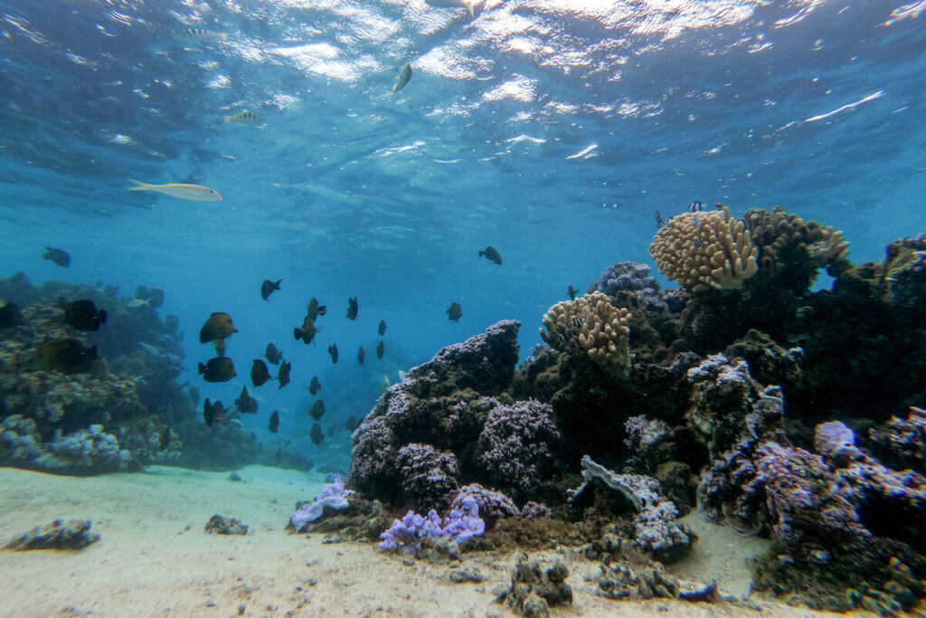 Underwater sealife in Huahine