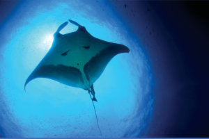 A manta ray