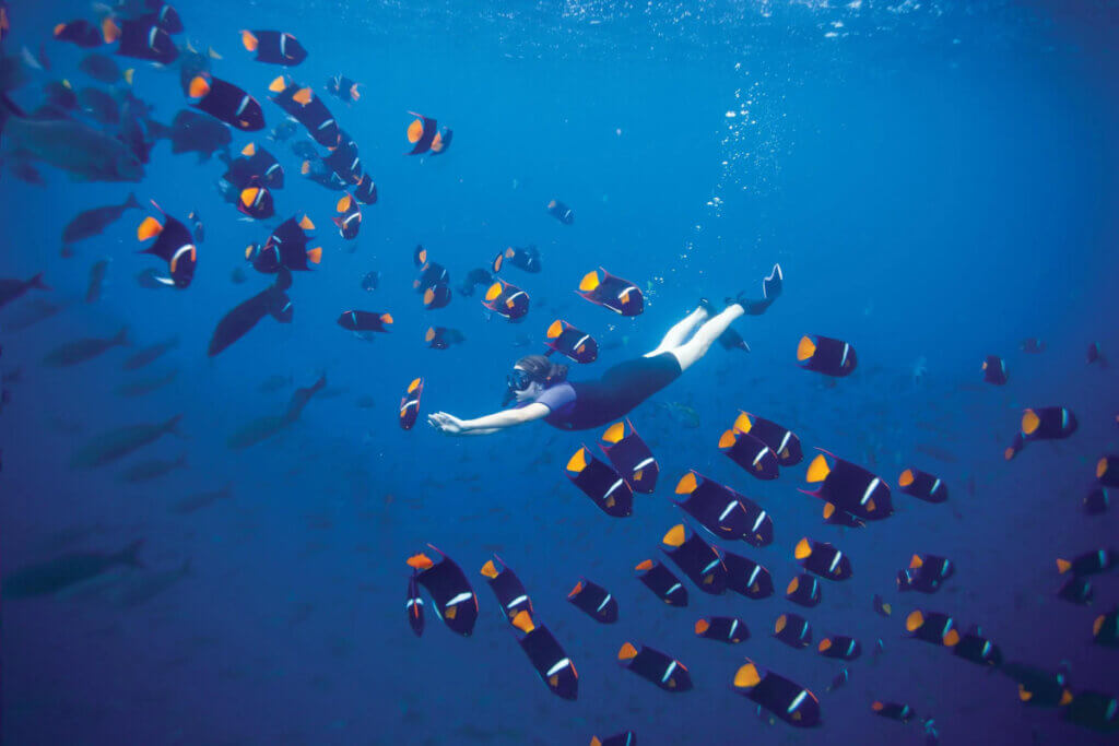 A cruise guest snorkling among colorful fish