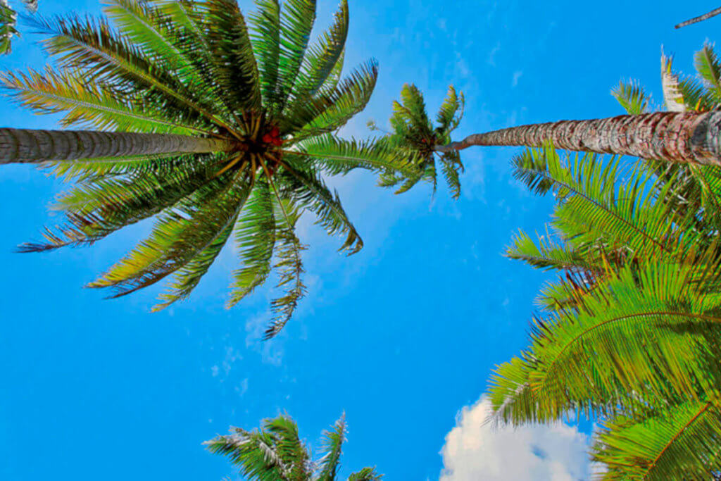 Palm Trees in Vavau, Tonga