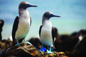 Blue Footed Boobies