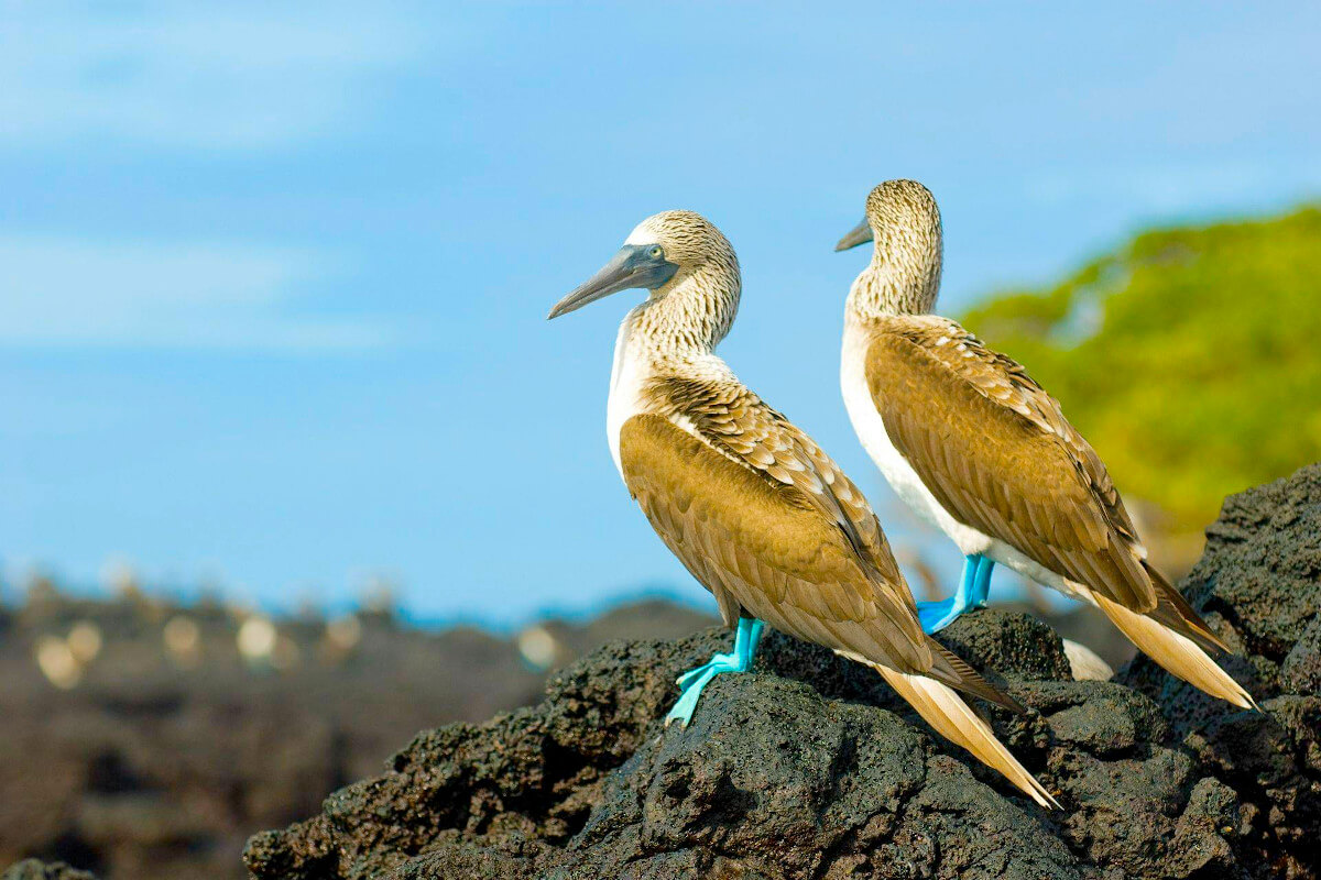 Blue-footed boobies on the rocky coastline of the Galapagos Islands