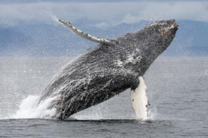 Tauck-Humpback Whale breaching