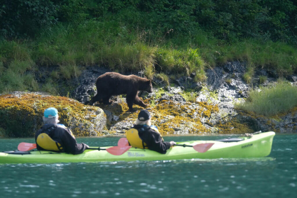 Two cruise guests in a kayak watching a bear on the coastline