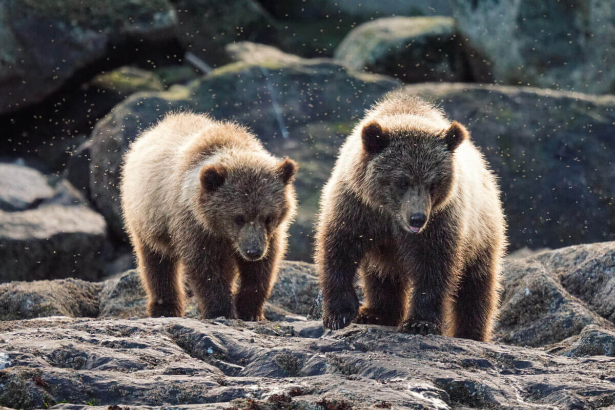 A couple of brown grizzly bears on a rocky area looking for food