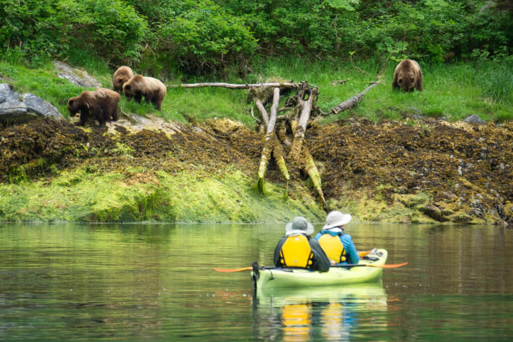Kayakers approach bears on Chichagof Island