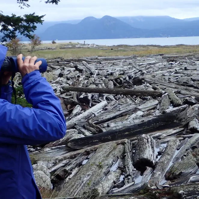 Driftwood Bay