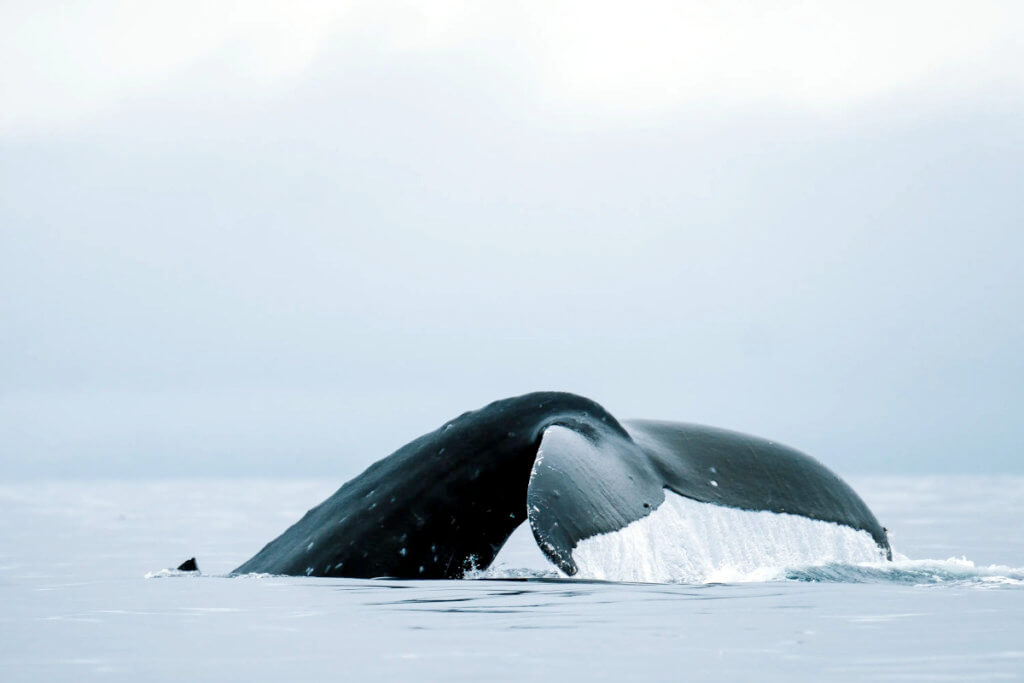 Humpback Whale tail in Alaska