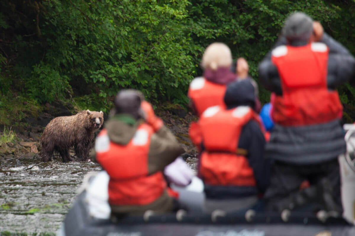 Cruise guests in a skiff close to shore observing a brown bear