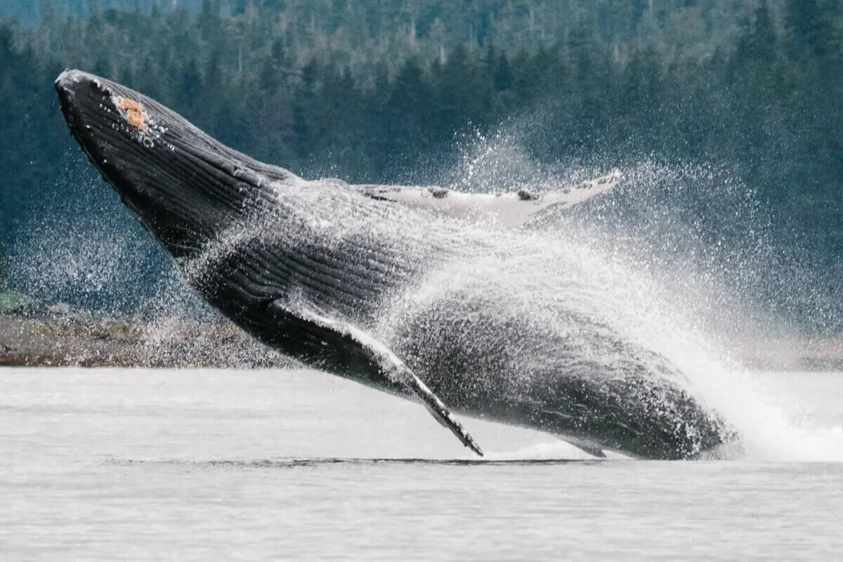 A humpback whale breaching into the air along the coast of Alaska