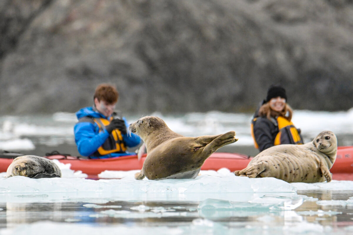 A pair of seals being observed by kayakers amongst the ice bergies