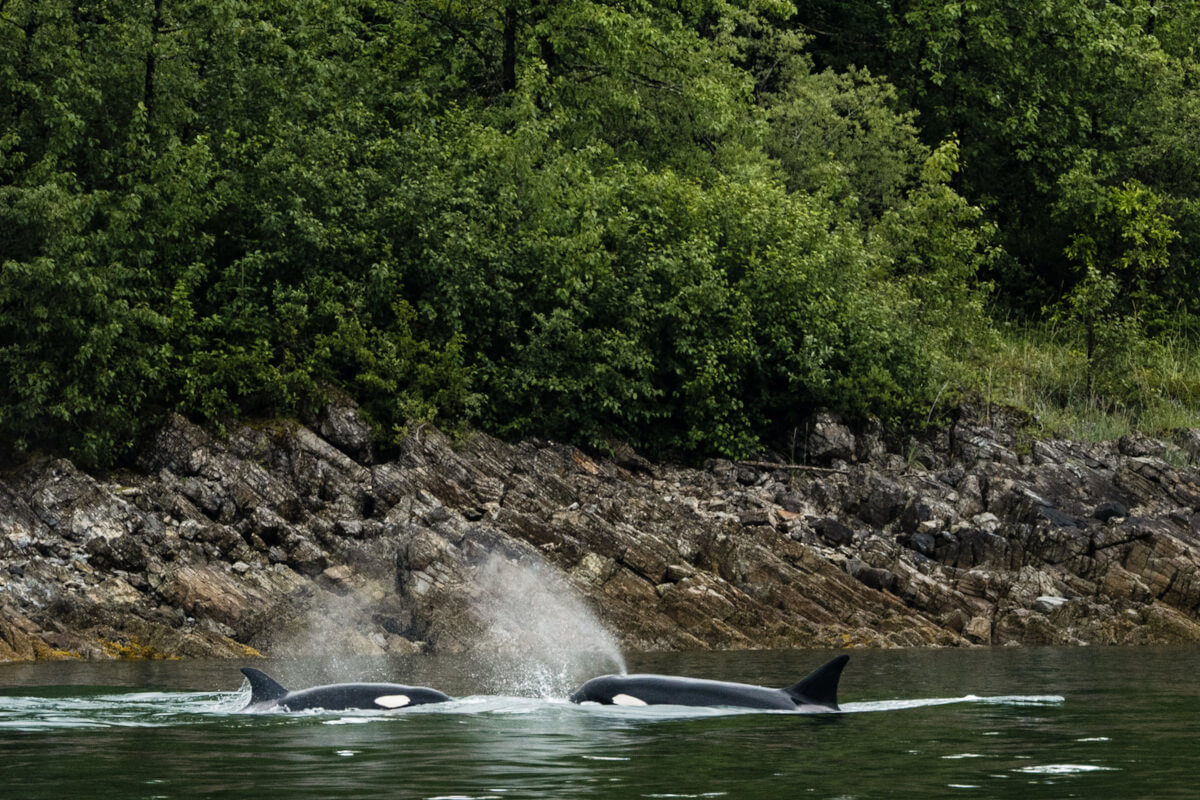 Killer Whales near the rocky shore