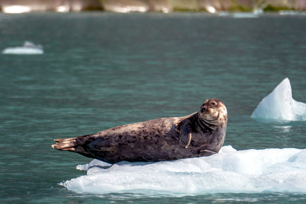 Seal on glacier ice