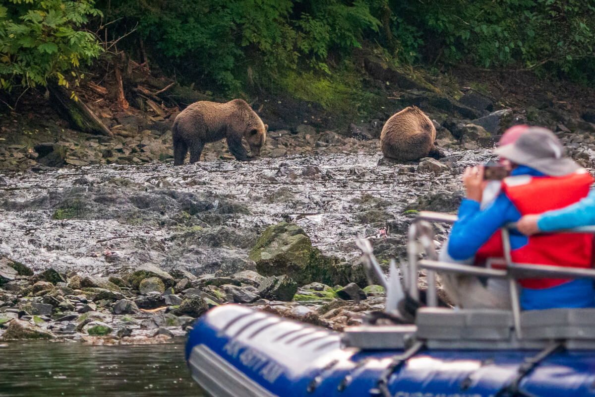 Skiff filled with cruise guests viewing bears foraging along the coastline