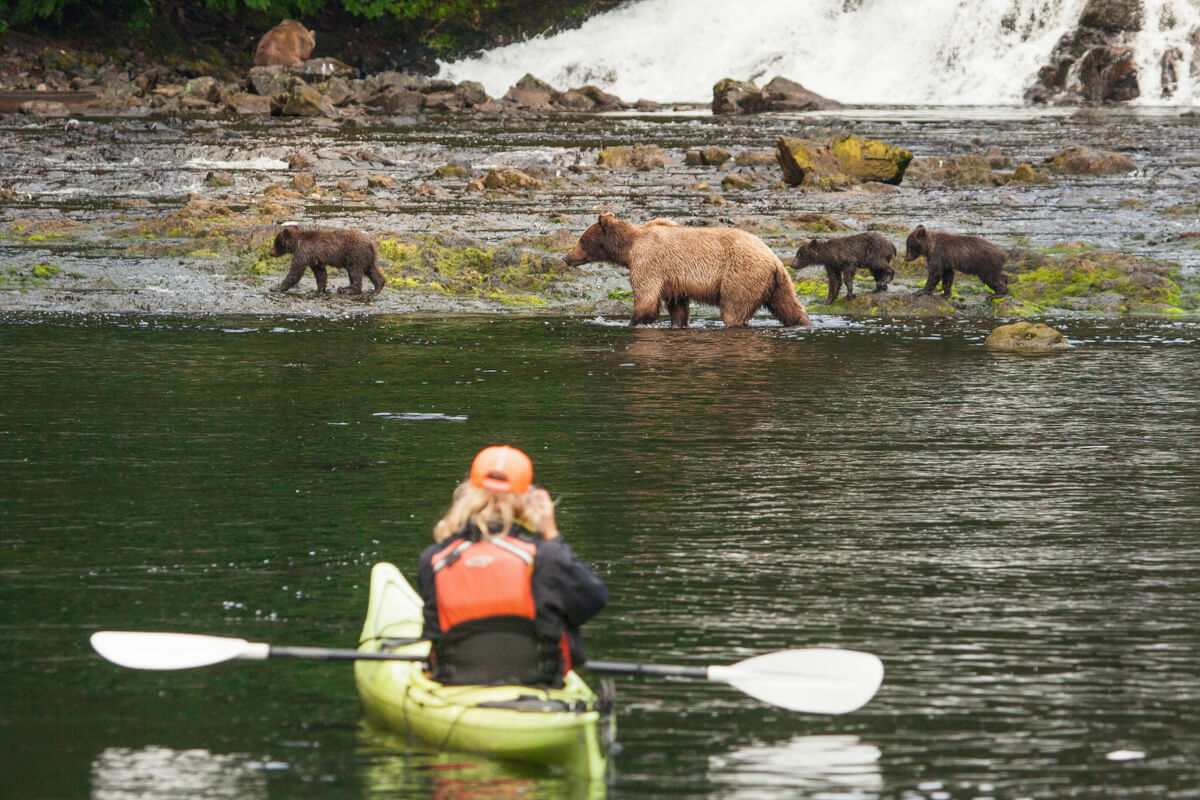 A kayaker observing a mother brown bear with three cubs with glacier waterfalls in the background