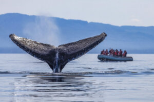 Humpback Whale Tail with a zodiac filled with guests