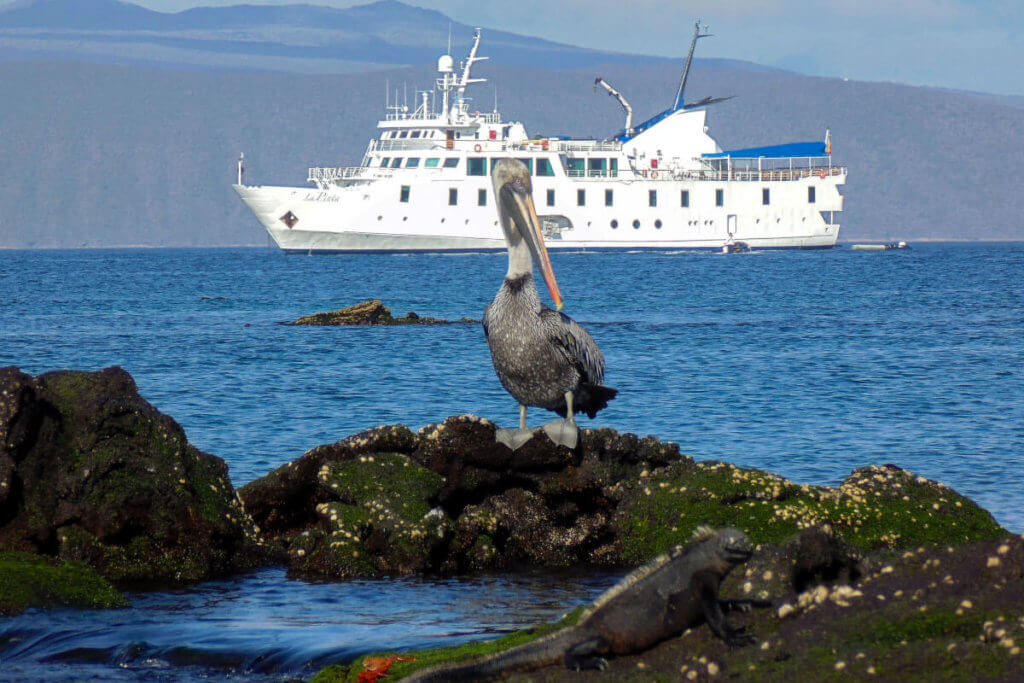 Pelican with La Pinta in the Galapagos Islands