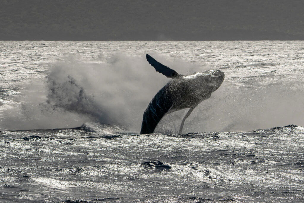 Humpback Whale Breaching