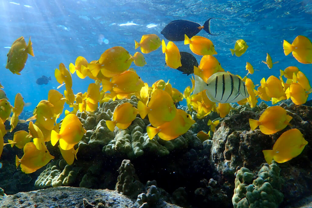 Colorful fish near a coral reef