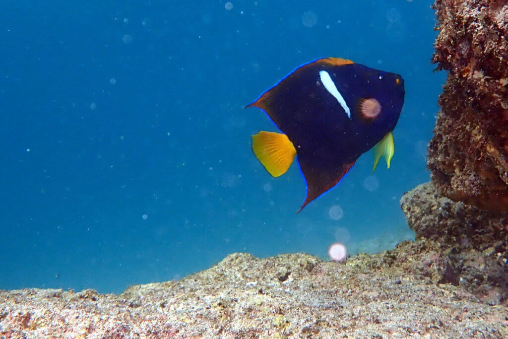 Guest spots colorful wild fish while snorkeling