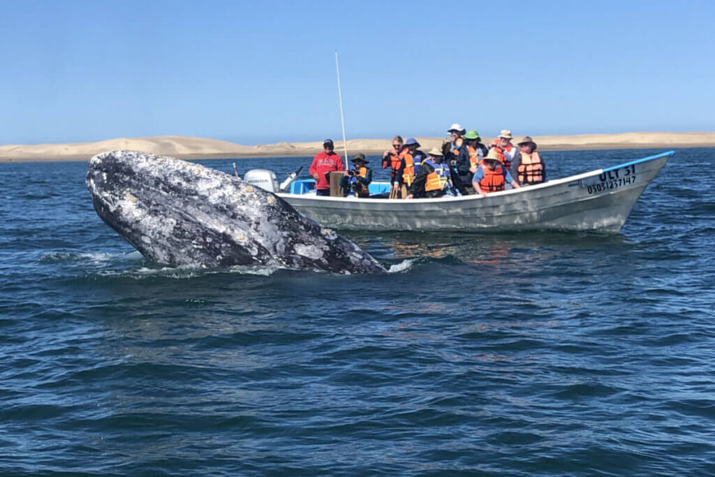 Guests experiencing the grey whales of Magdelena Bay
