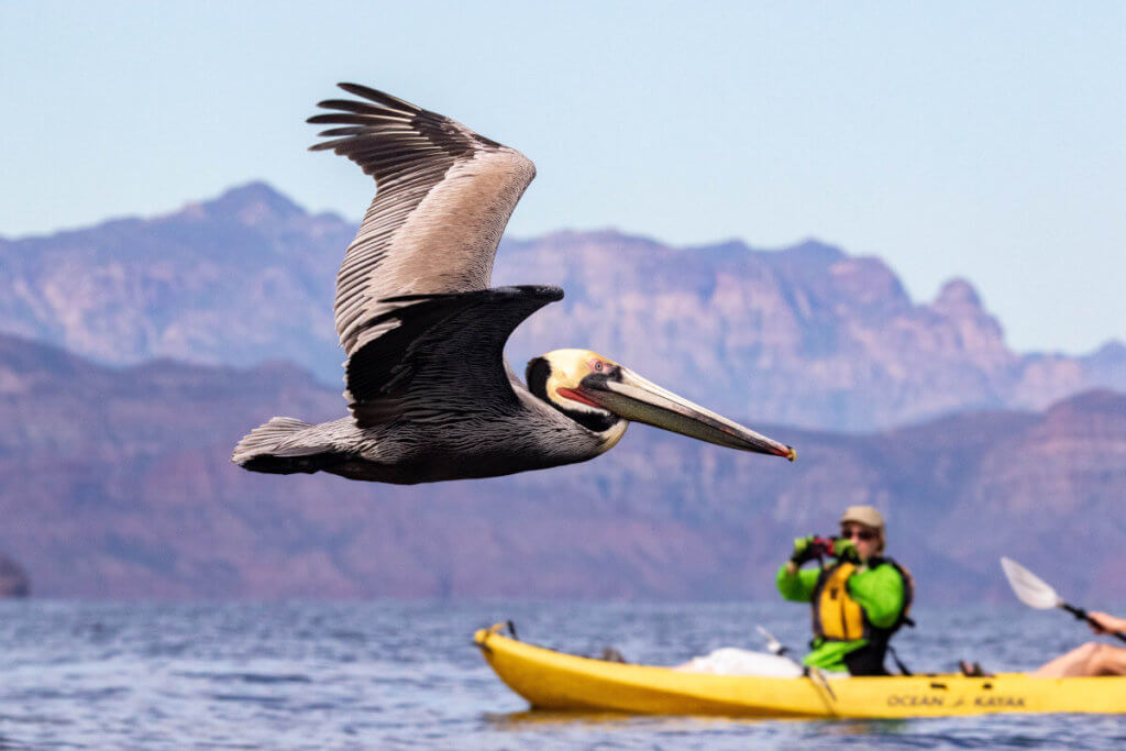 Guests spot pelican during kayaking