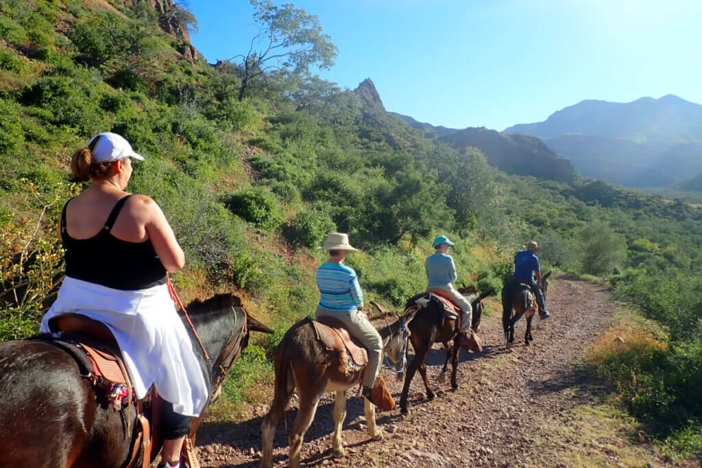 Guests on mule ride Agua Verde