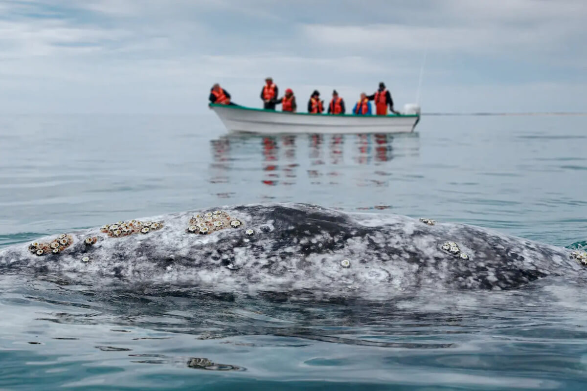 A wooden boat filled with cruise guests in the background watching a humpback whale in the foreground