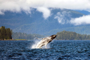 Humpback whale breaching in Chatham Strait