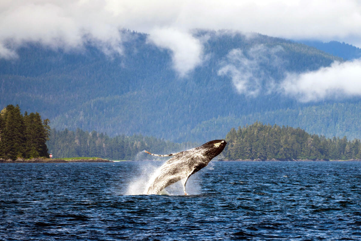 UnCruise-Alaska-Humpback-breach - Sunstone Tours & Cruises