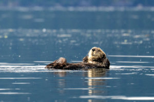 Alaskan Sea otter