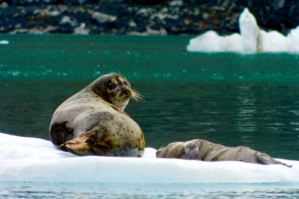 Seals on ice in Alaska