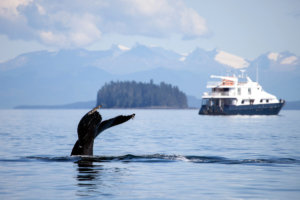 Whale fluke with Safari Quest