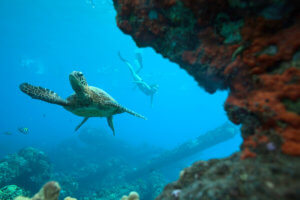 Mala turtles in Hawaii