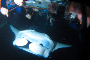 Manta Ray Excursion
