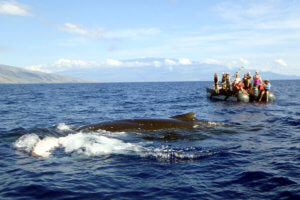 Guests see whale Hawaii from skiff