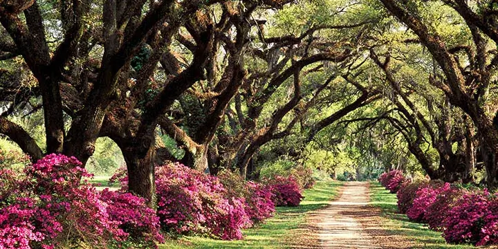 A walking path lined with over arching trees and shrubs with pink flowers